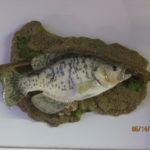 crappie wall mount